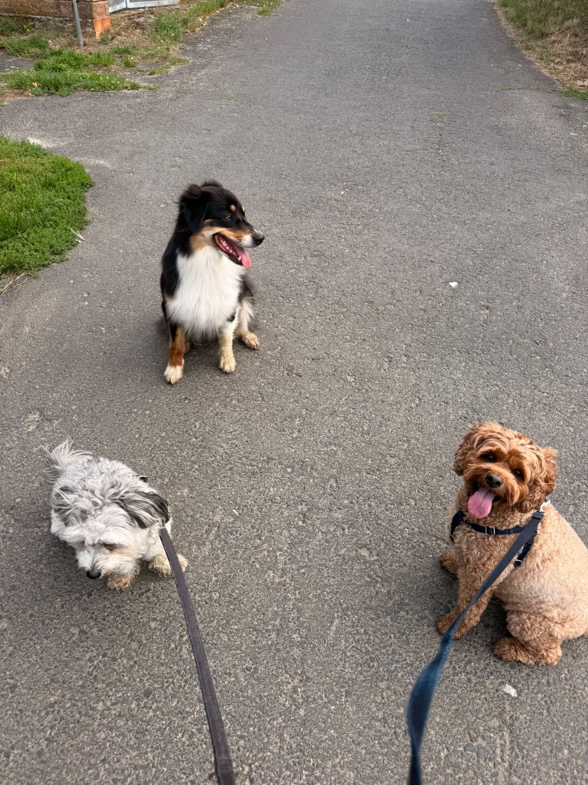 Ein Australian Shepherd, ein kleiner grauer Hund und ein Pudel sitzen auf einem Weg