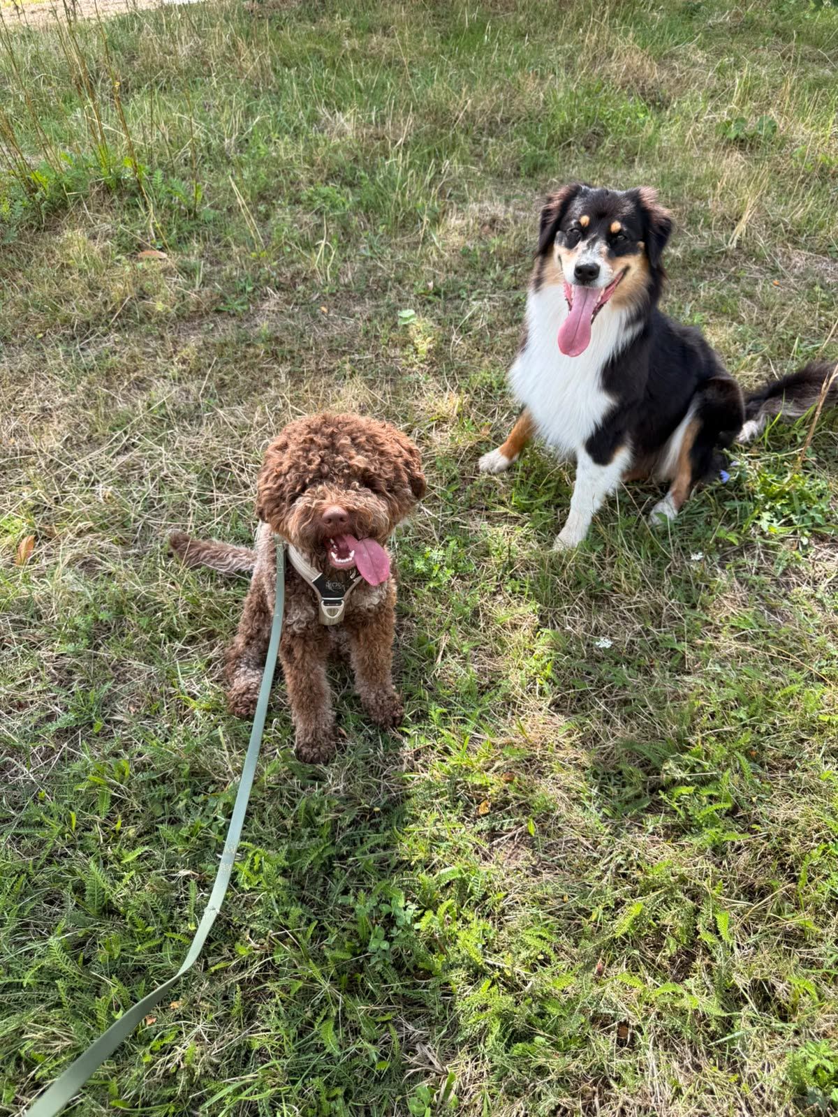 Ein brauner Pudel und ein Australian Shepherd sitzen auf der Wiese