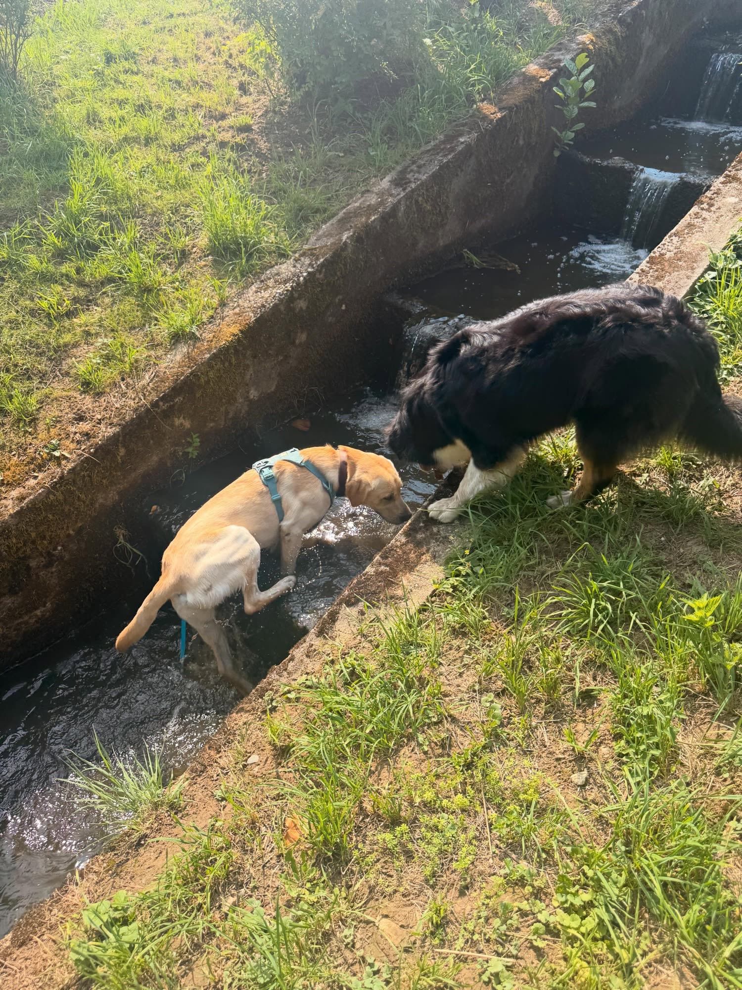 Zwei Hunde erkunden einen Bachlauf an einer grasbewachsenen Böschung