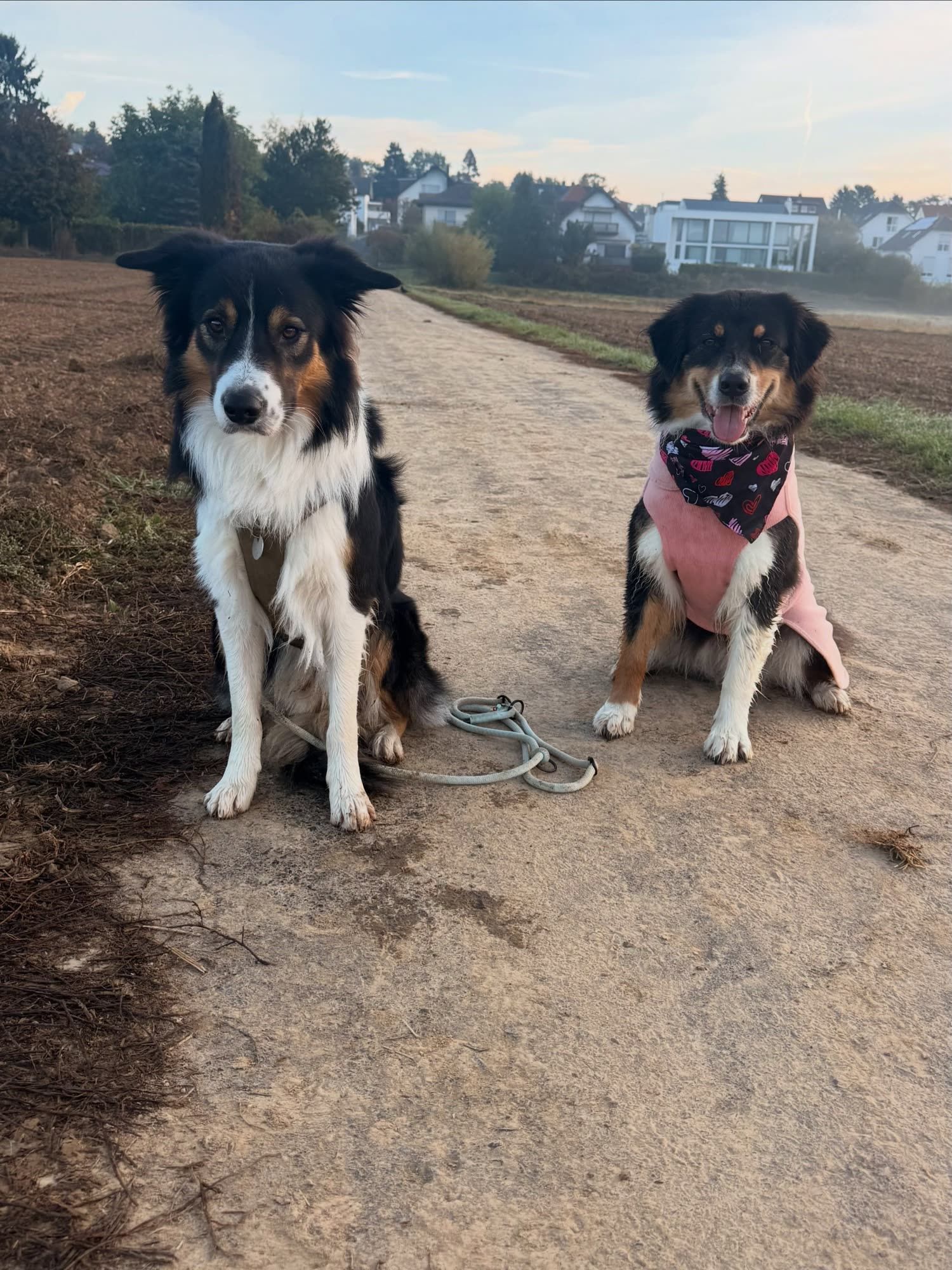 Zwei Australian Shepherds sitzen nebeneinander auf einem Feldweg, einer trägt ein rosa Halstuch