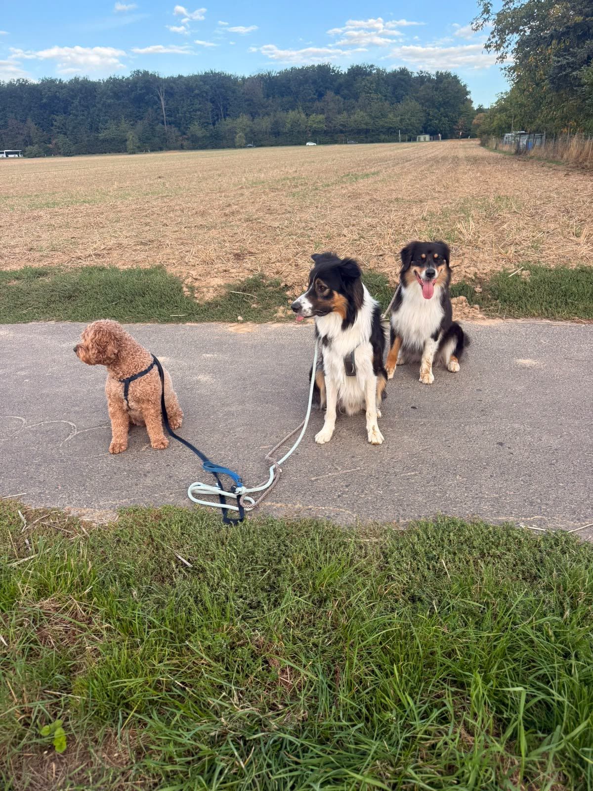 Ein Pudel und zwei Australian Shepherds an der Leine auf einem Weg am Feld