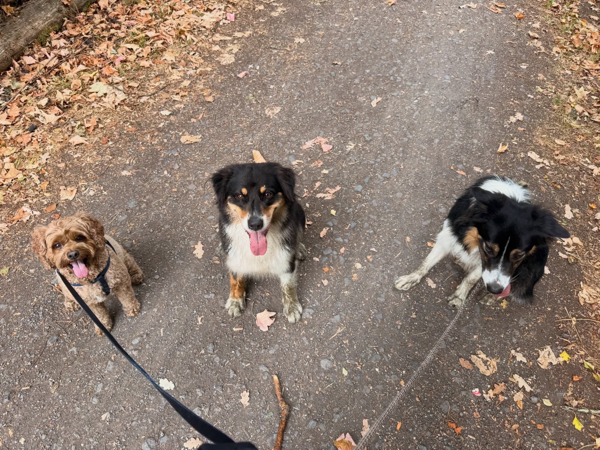 Drei Hunde sitzen brav nebeneinander auf einem Feldweg