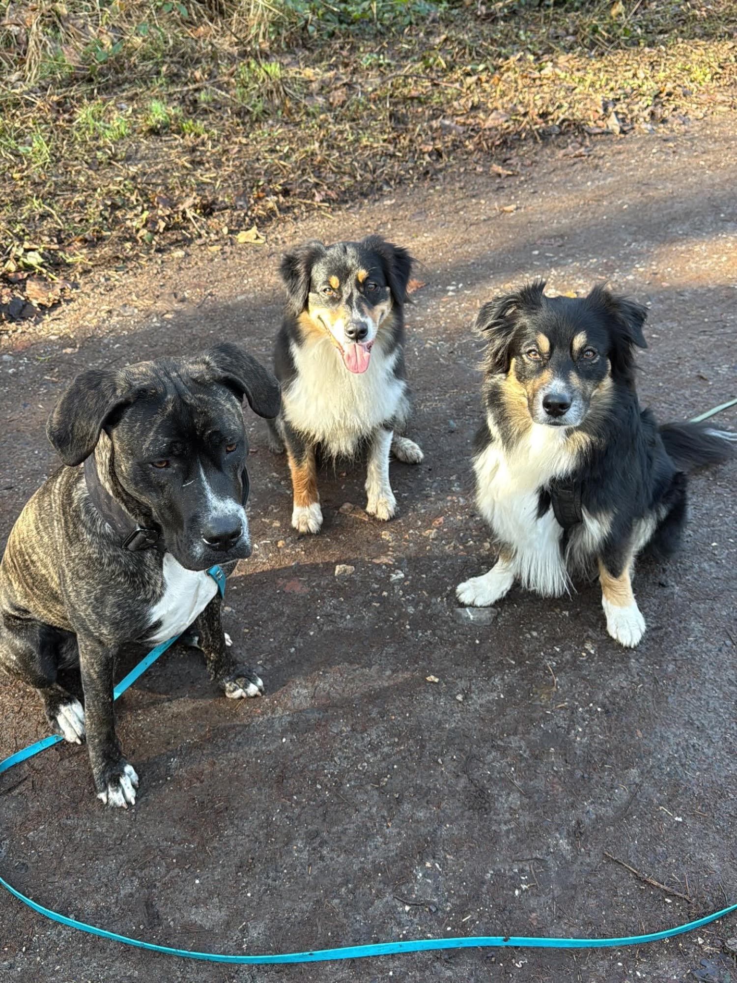 Drei Hundedamen auf einem Spaziergang in der Sonne
