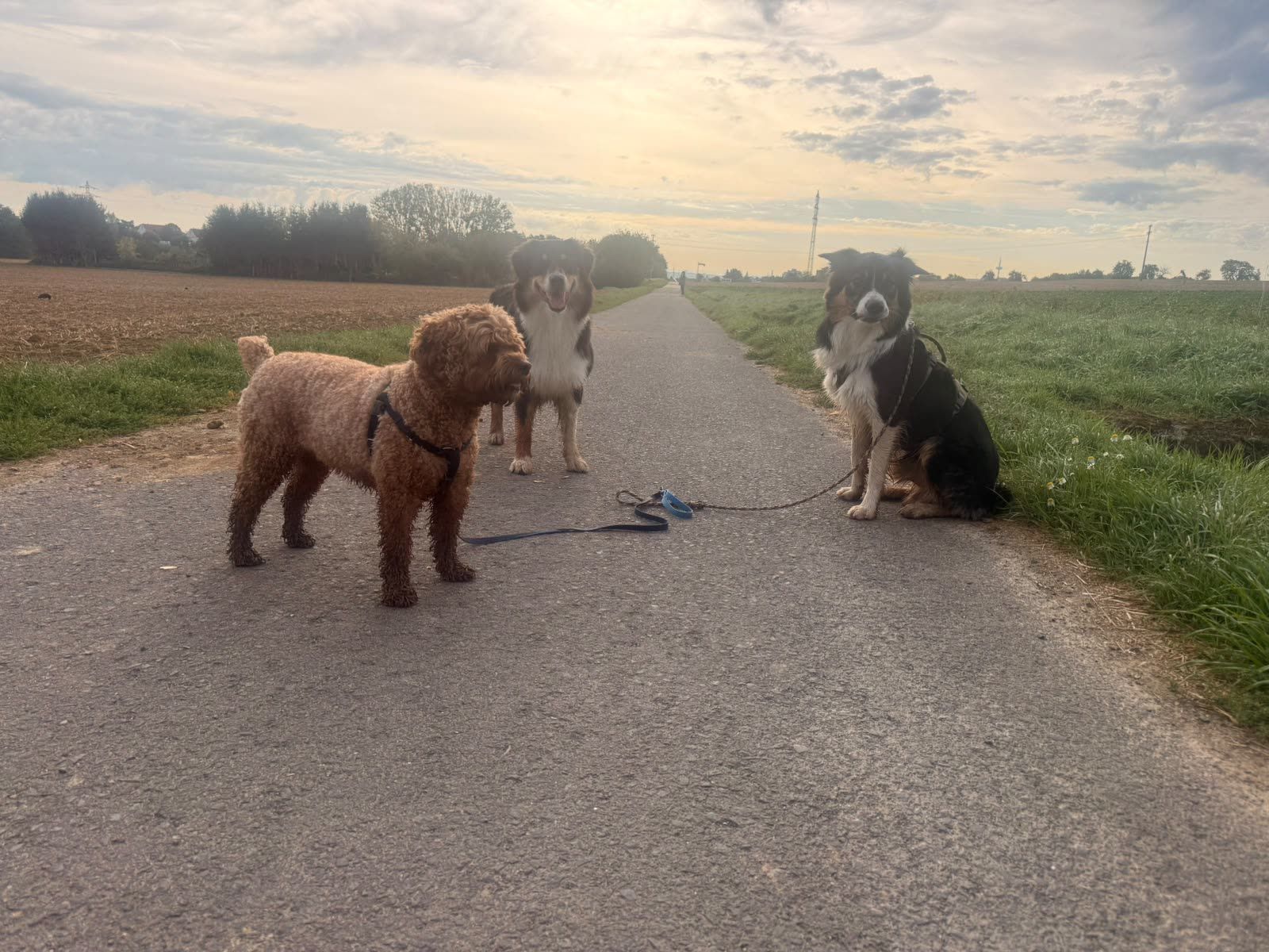 Drei Hunde auf einem Feldweg im Morgenlicht