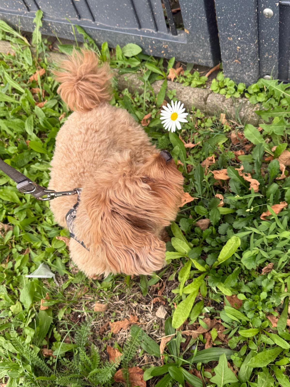 Ein apricotfarbener Pudel schnuppert an einem Gänseblümchen im Gras