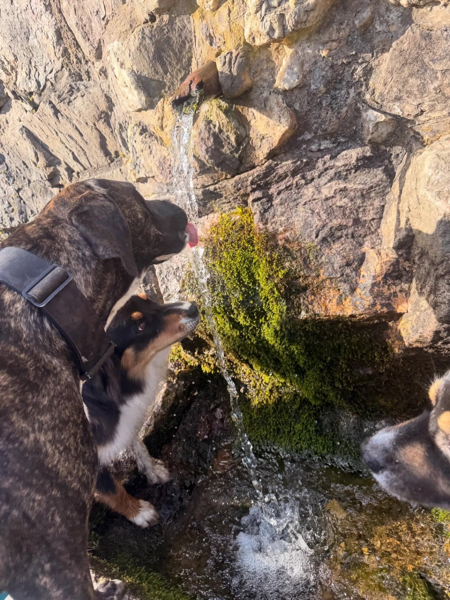 Mehrere Hunde trinken an einer Quelle, die aus einer Felswand plätschert