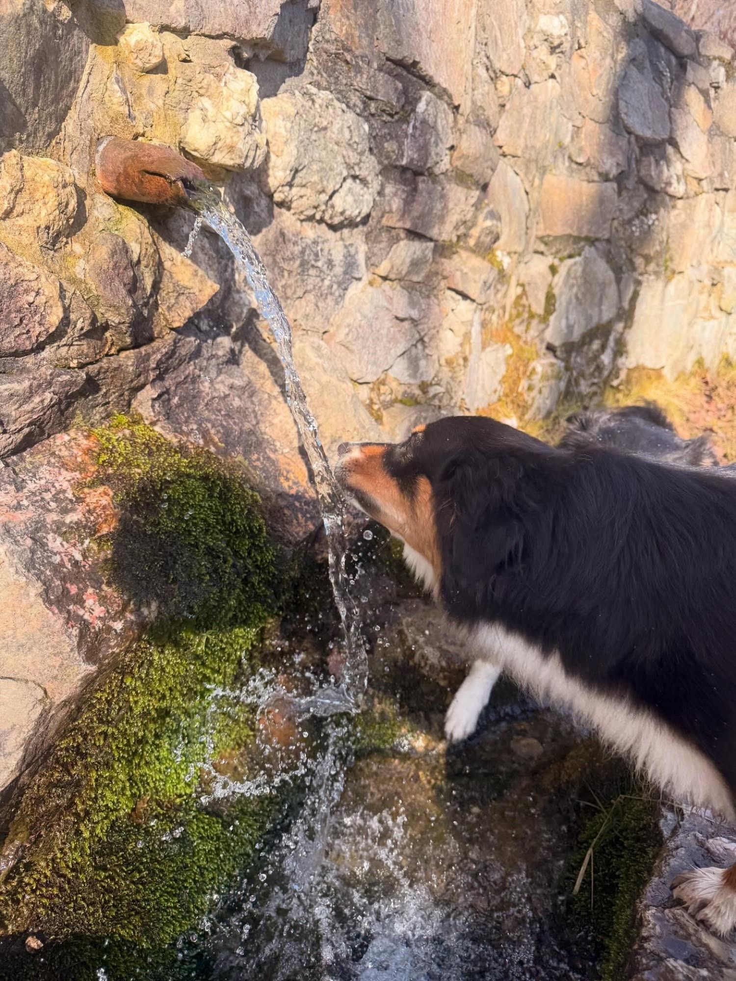 Ein gestromter Hund trinkt an einer Quelle in der Felswand