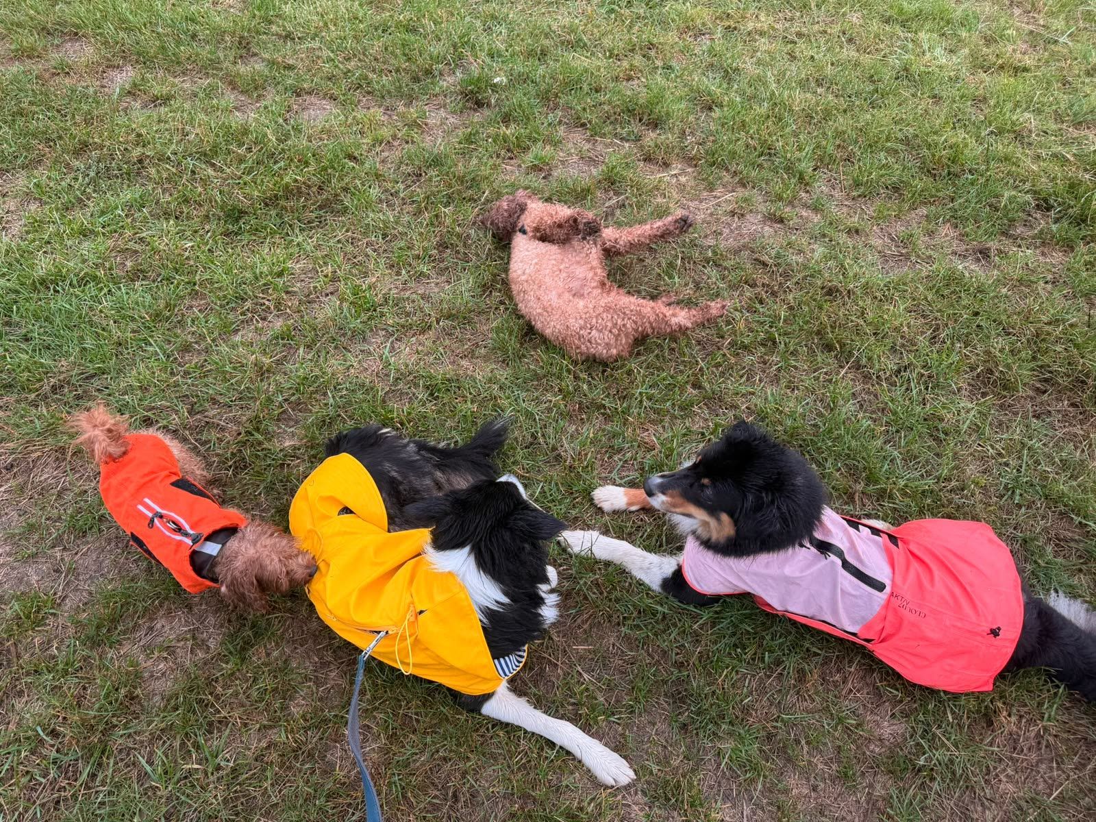 Drei Hunde in orangen, gelben und rosa Regenmänteln toben auf einer Wiese