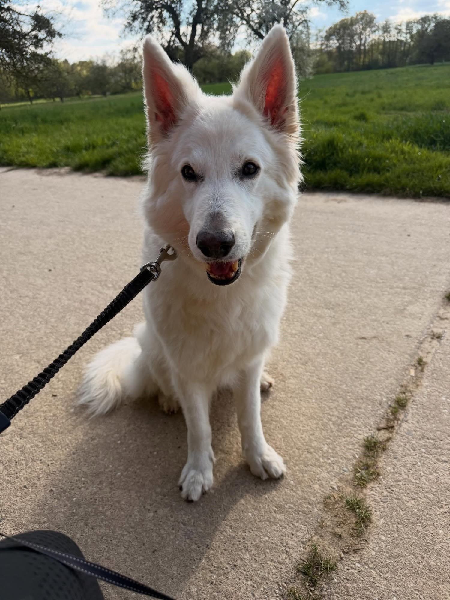 Ein weißer Schäferhund sitzt auf einem Weg