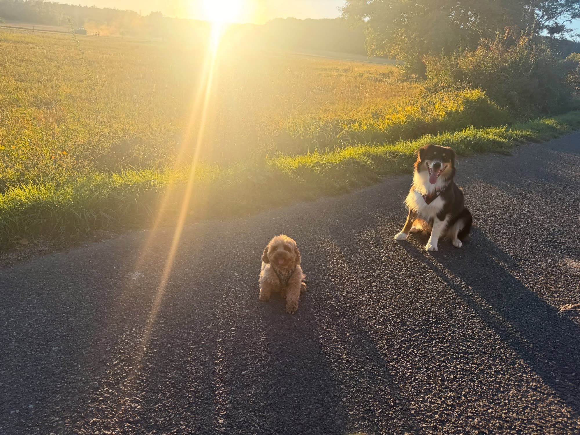 Hunde auf einem Weg im goldenen Licht des Sonnenuntergangs