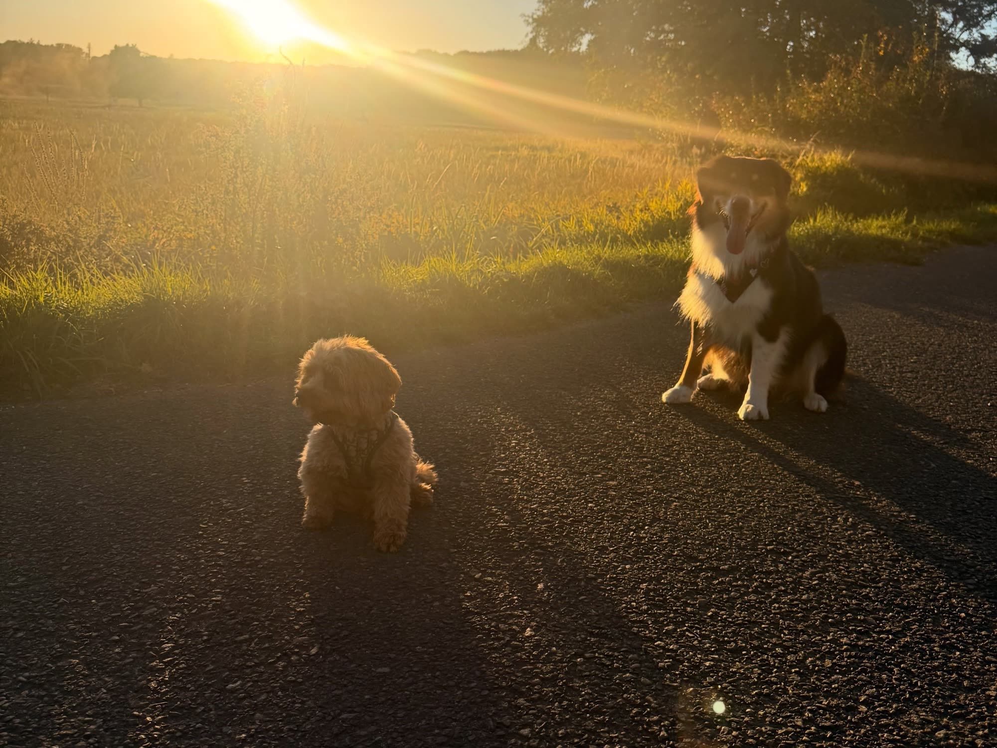 Zwei Hunde im Licht des Sonnenuntergangs auf einem Feldweg