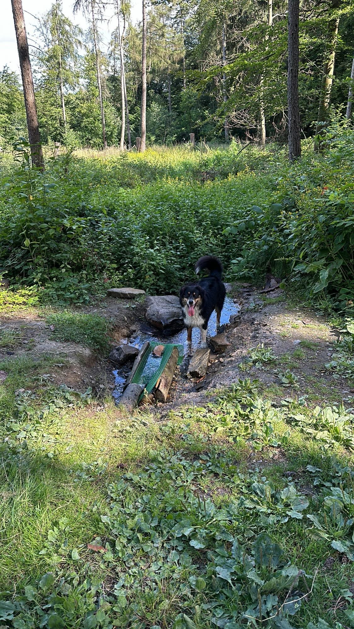 Ein Hund steht an einem kleinen Bachlauf auf einer sonnigen Lichtung im Wald