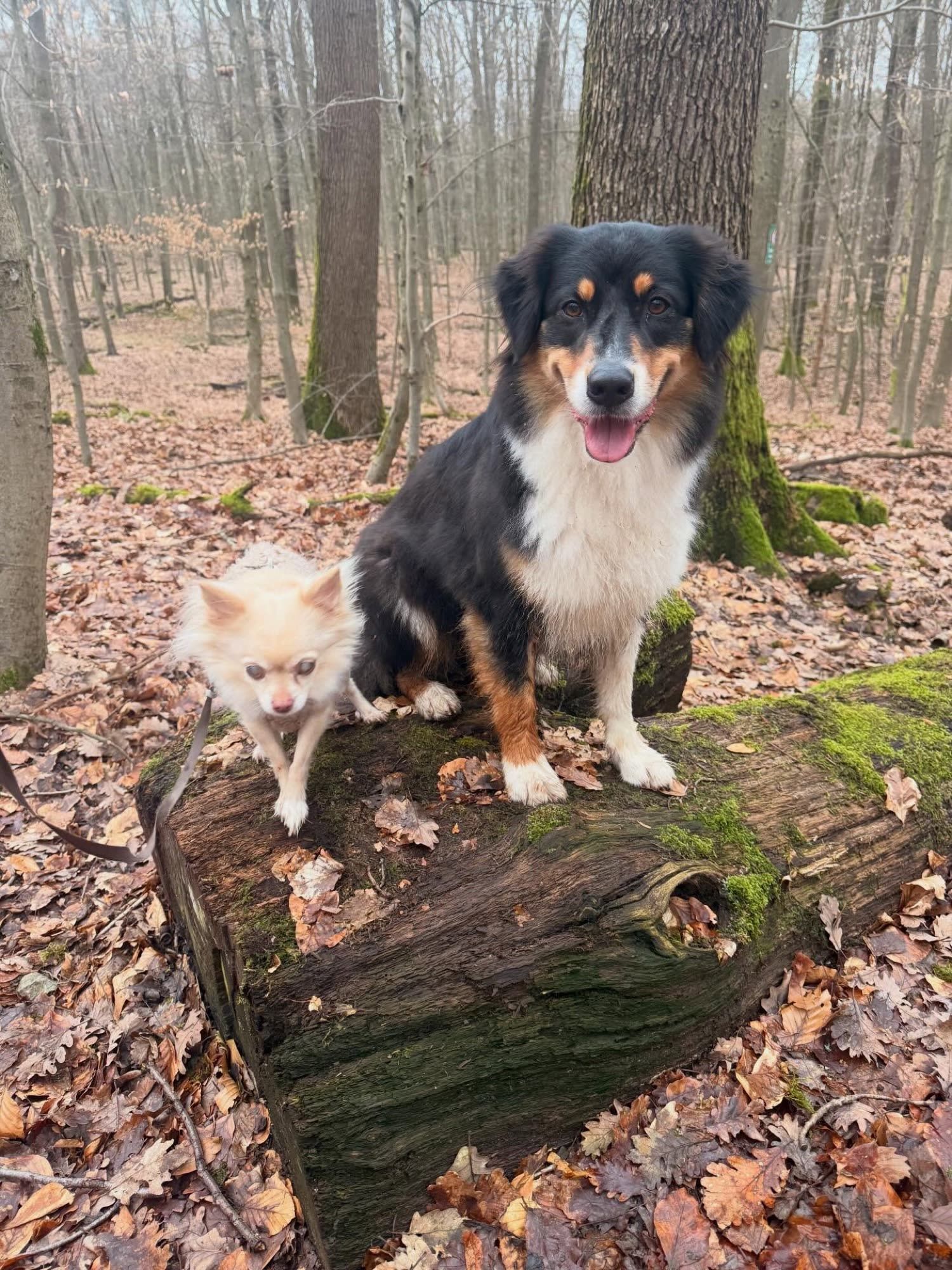 Coco und ein Australian Shepherd auf einem Baumstamm zwischen Herbstlaub