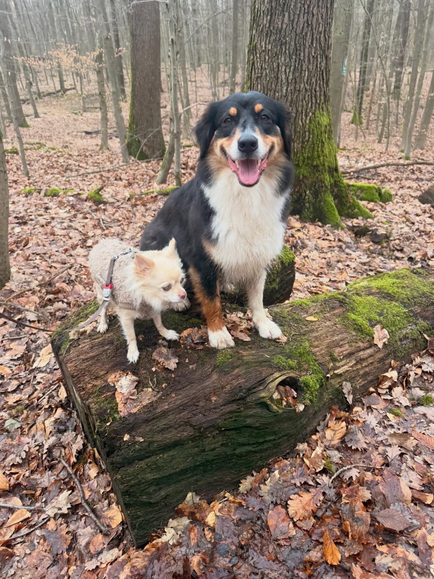 Australian Shepherd und Chihuahua-Dame Coco auf einem Baumstamm im Herbstwald