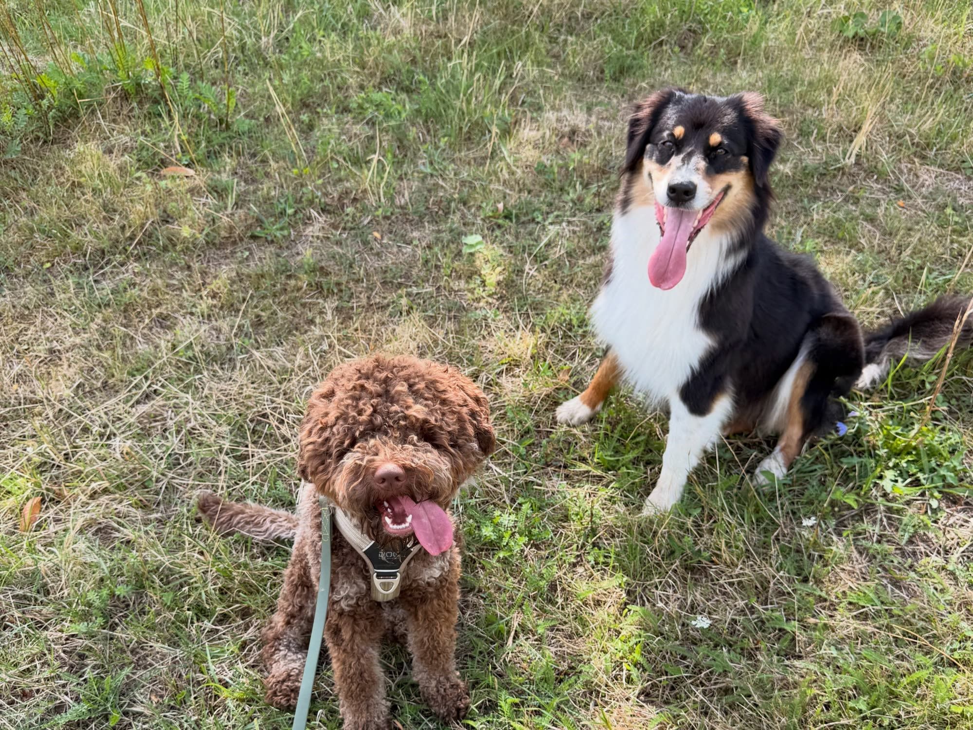 Ein lachender Australian Shepherd und ein brauner Pudel sitzen auf einer Wiese