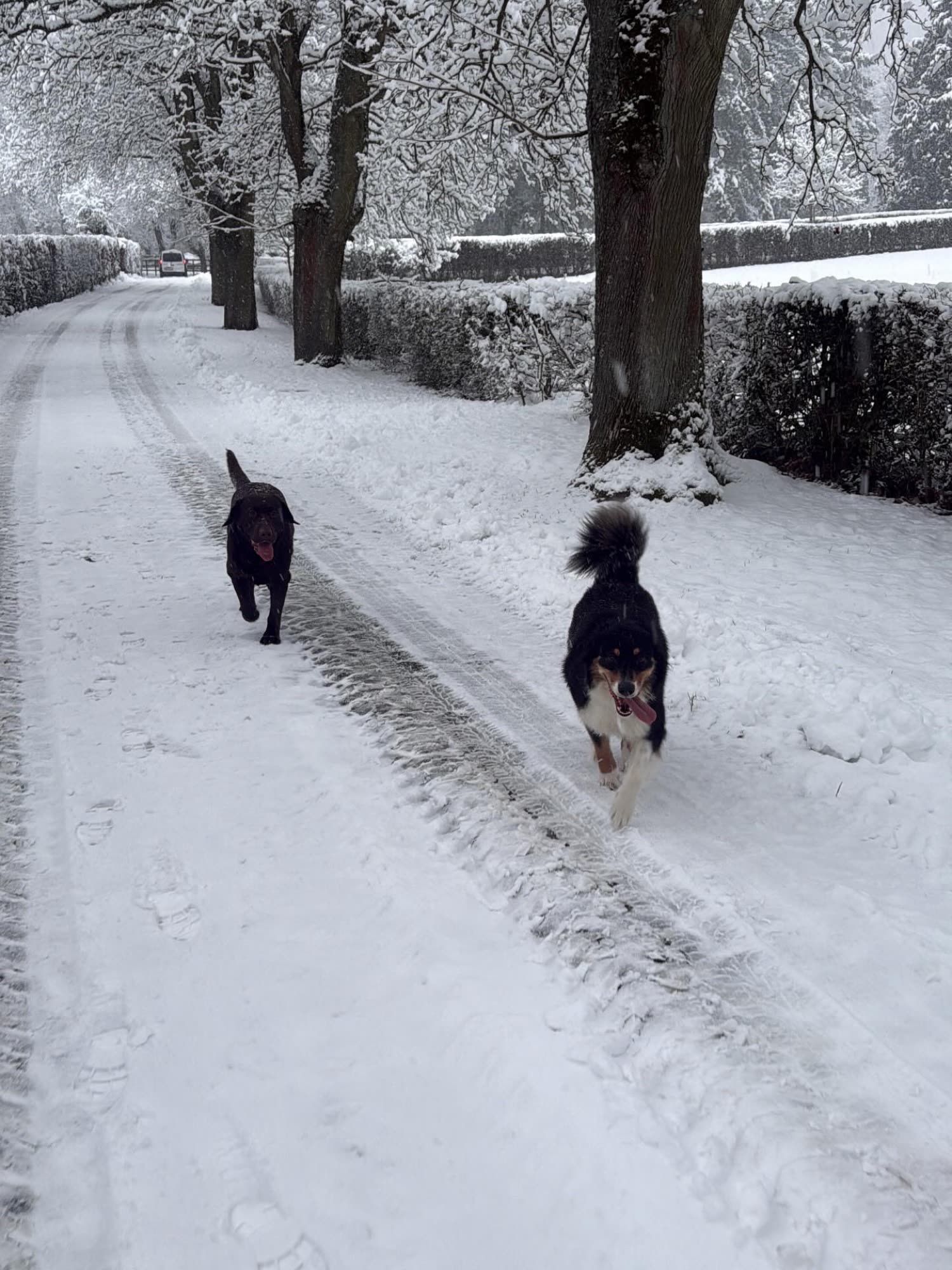 Zwei dunkle Hunde laufen eine verschneite Allee entlang