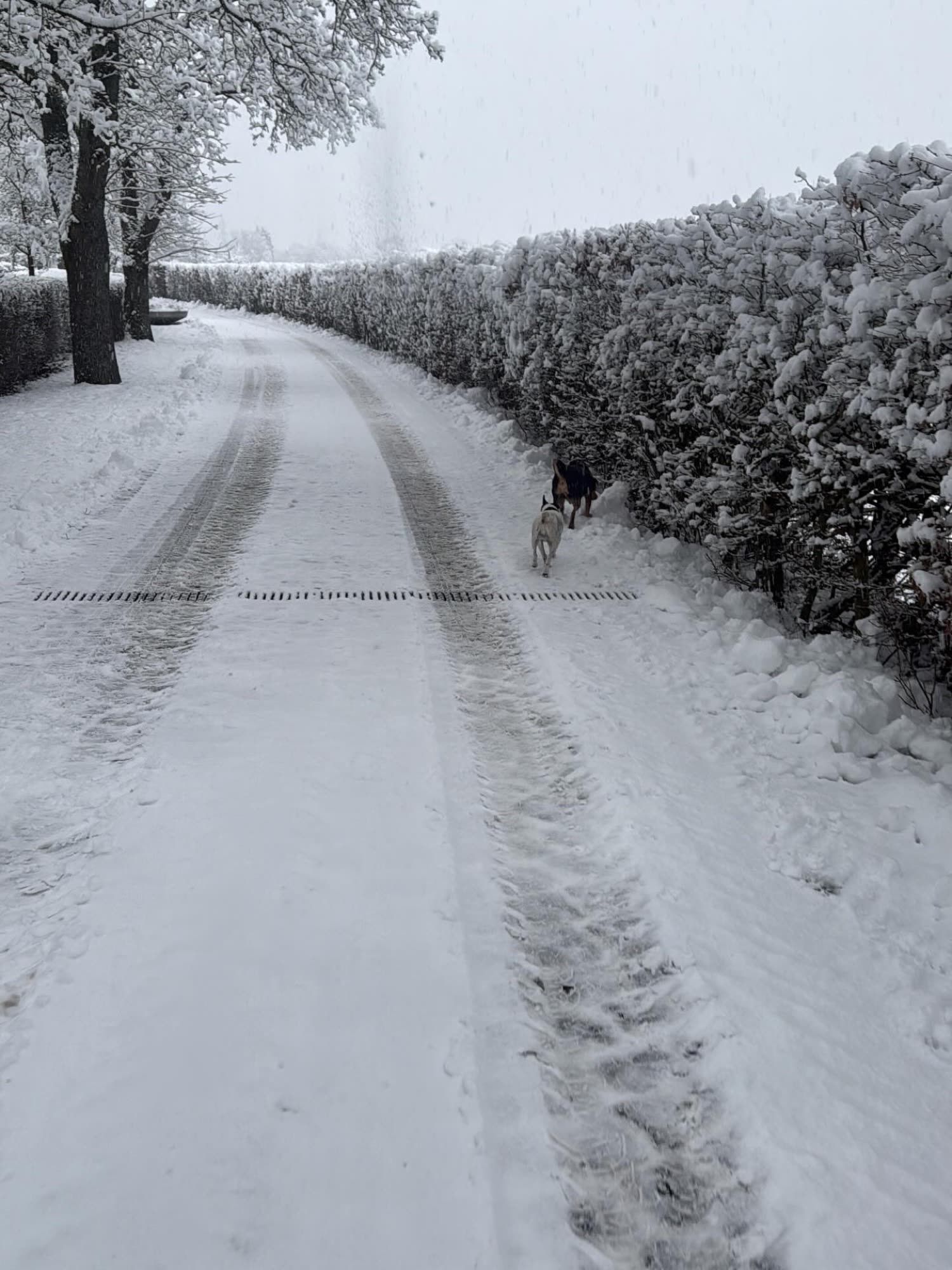 Ein verschneiter Weg mit Reifenspuren zwischen weißen Hecken